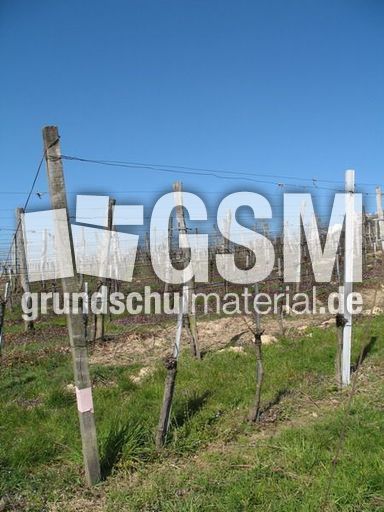 Weil am Rhein Weiler Weinweg 026.jpg